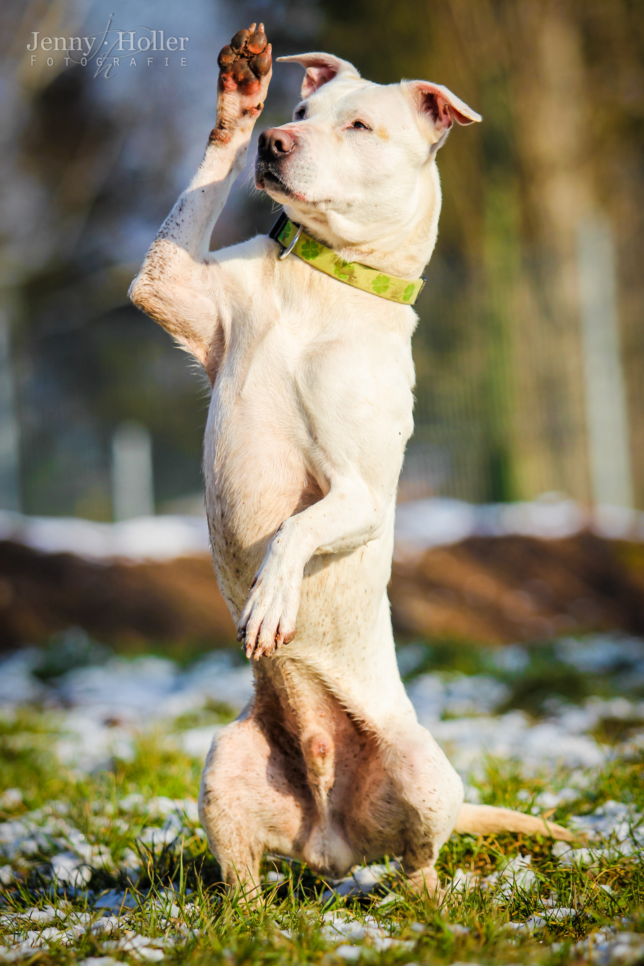 Vermittlungsablauf Hunde Tierheim Jena vom Tierheimverein Jena e.V.