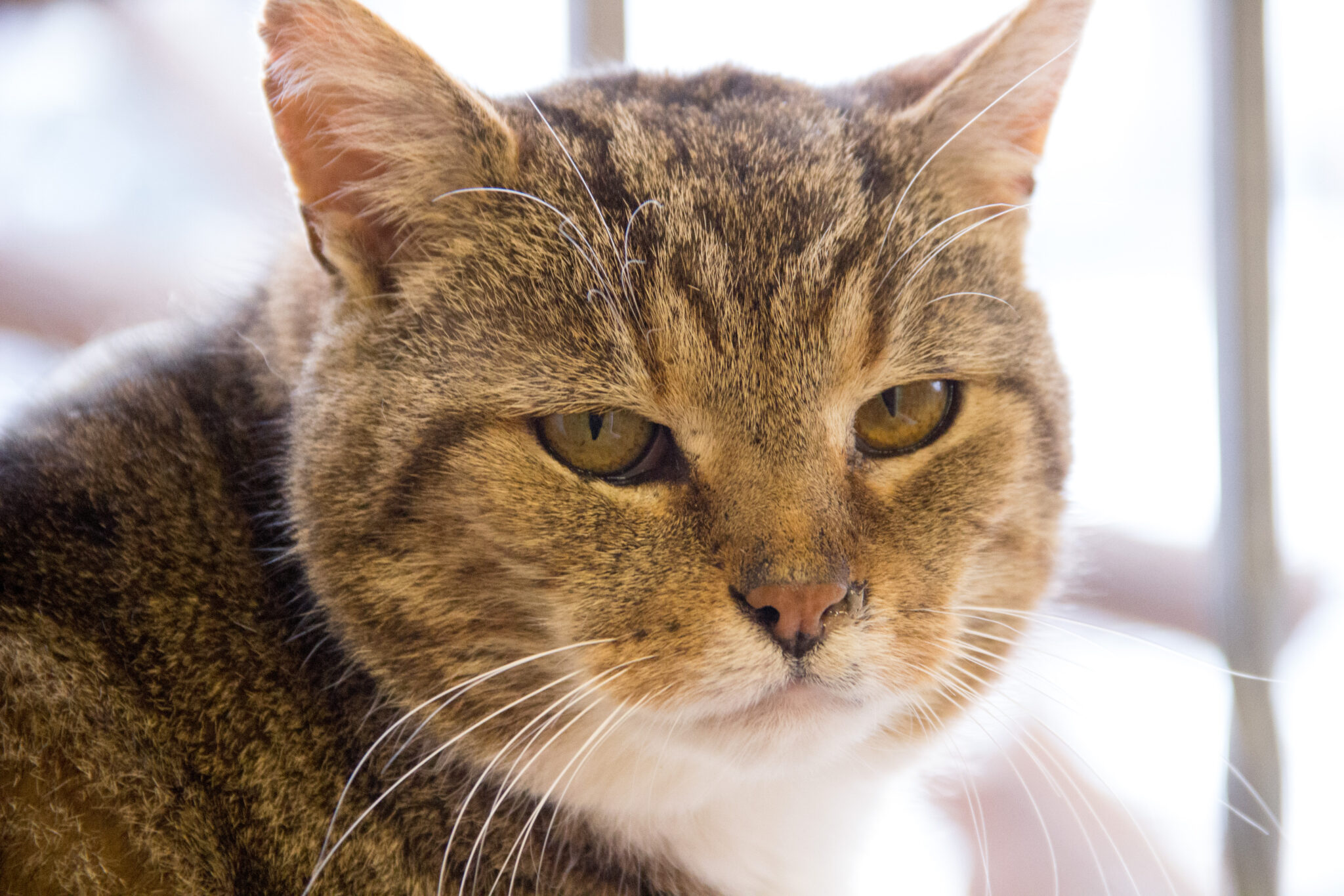 Kater Arndt Tierheim Jena vom Tierheimverein Jena e.V.