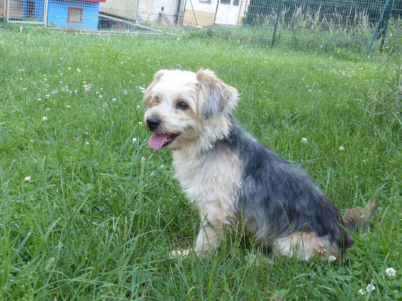 Hund Fritz (hat feste Interessenten) Tierheim Jena vom