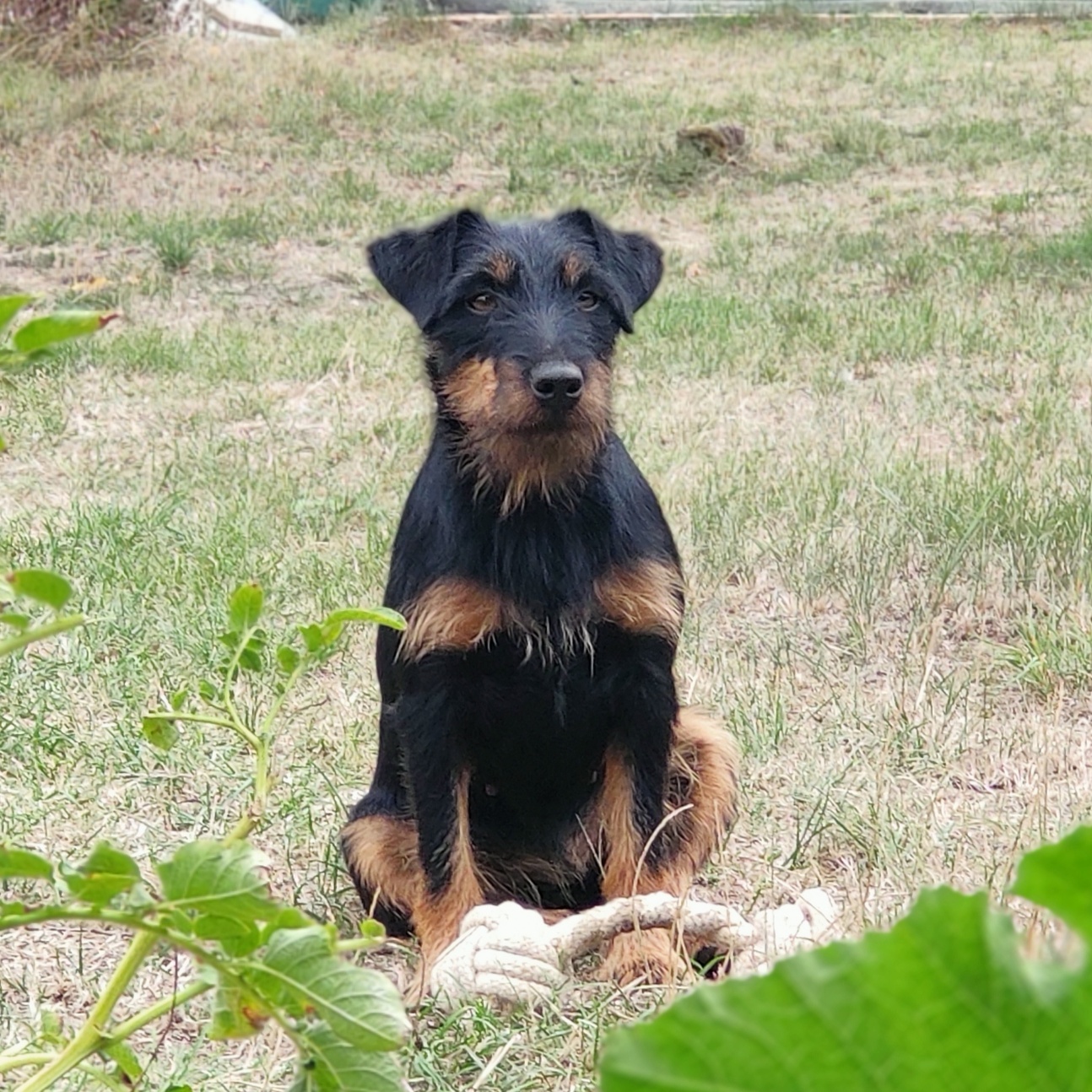 Vermisst Hündin Elli Tierheim Jena vom Tierheimverein Jena e.V.