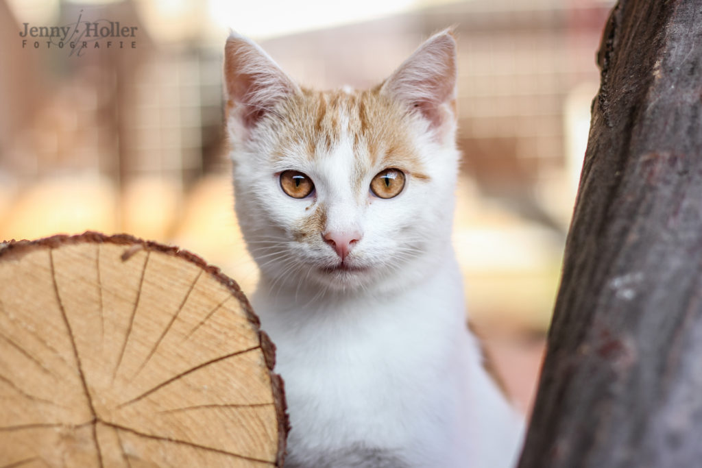 Vermittlungsablauf Katzen Tierheim Jena vom Tierheimverein Jena e.V.