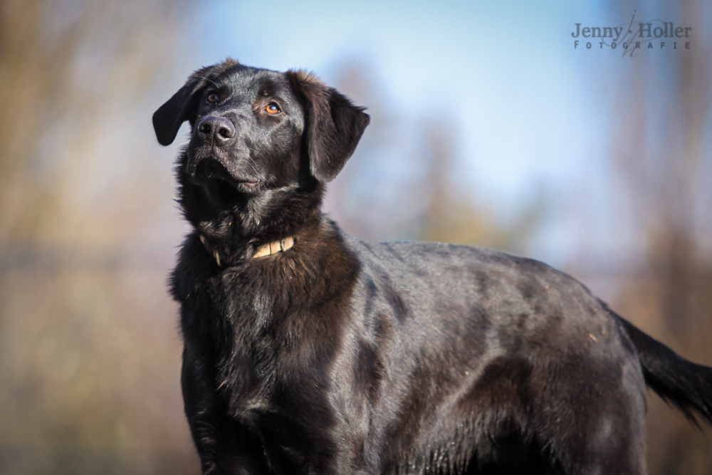 Hund Maxel (auf Probe vermittelt) Tierheim Jena vom Tierheimverein