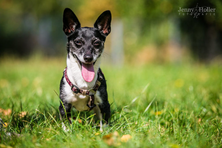 Hund Nico Tierheim Jena vom Tierheimverein Jena e.V.